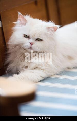 Gatto persiano sdraiato su una panchina Foto Stock