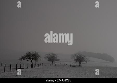 arbres en hiver Foto Stock