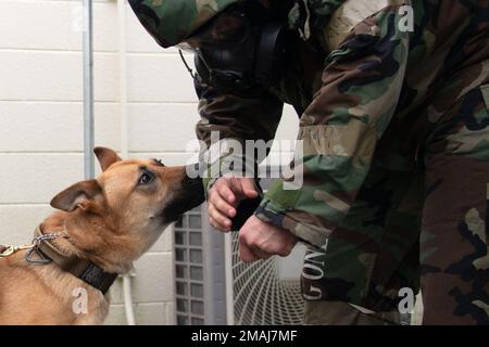 STATI UNITI Eduardo Bonilla, Provost Marshal Office Military Working dog section master, permette a MWD Dina di annusare il suo braccio durante un addestramento chimico, biologico, radiologico e nucleare a rischio e sostanze tossiche presso la base aerea di Kadena, Giappone, 27 maggio 2022. La formazione congiunta comprendeva esercizi progettati per familiarizzare i MWD con la vista, l'odore e i suoni delle apparecchiature CBRN, inclusi allarmi chimici e persone che indossavano un equipaggiamento di postura protettivo orientato alle missioni. Foto Stock