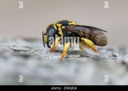 Dettaglio primo piano su una bella e colorata piccola ape femminile europea in resina rotund, Anthidiellum strigatum, seduta su pietra Foto Stock