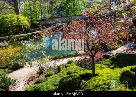 Fantastico fiore di ciliegio rosa (e un po 'di ciliegio bianco fiorisce a destra albero) e stagno in giardino giapponese a Kaiserslautern in tempo tramonto e. Foto Stock