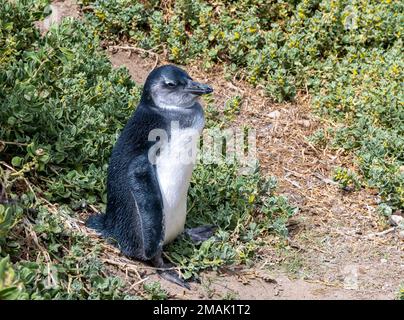 Un pinguino africano giovanile (Spheniscus demersus) presso la riserva naturale di Stony Point, Città del Capo, Sudafrica. Foto Stock