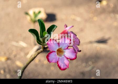 Un primo piano di un bell'Adenium obesum che cresce in un giardino in una giornata di sole Foto Stock