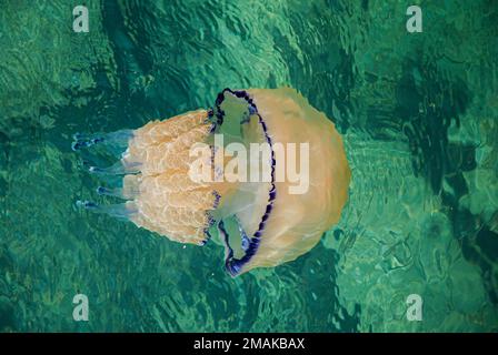 Pesce di Jellyfish Barrell a colori Foto Stock