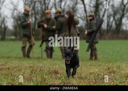 black labrador in una giornata di riprese Foto Stock