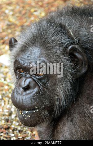 Chimpanzee, Schimpanse, Chimpanzé commun, Pan troglodytes, csimpánz Foto Stock