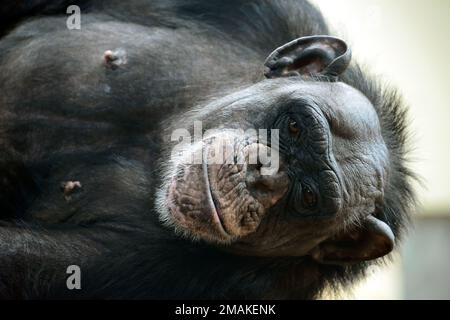 Chimpanzee, Schimpanse, Chimpanzé commun, Pan troglodytes, csimpánz Foto Stock