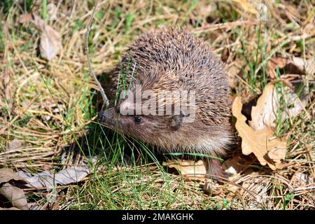 Hedgehog, Nördliche Weißbrustigel, Osteuropäische Igel, hérisson de Roumanie, Erinaceus roumanicus, keleti sün, Ungheria Foto Stock