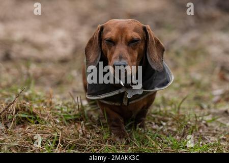 impermeabile indolente Foto Stock