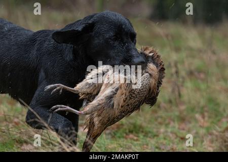 black labrador recupero fagiano Foto Stock