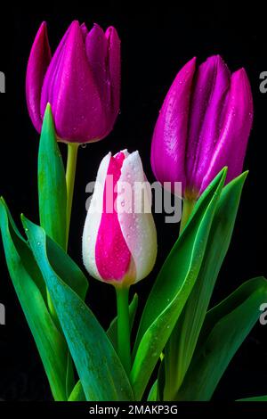Tre bellissimi tulipani Foto Stock