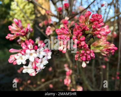 Koreanischer Duft-Schneeball (Viburnum farreri) mit Blüten und Knospen in pink Foto Stock