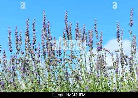 Fiori di lavanda e api primo piano, chiaro bel cielo blu sullo sfondo, copia spazio per il testo Foto Stock
