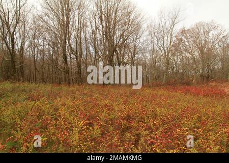 Blue Ridge Mountains, Virginia, USA. Un campo di coralberry (Symphoricarpos orbiculatus) in una radura nella foresta. Foto Stock