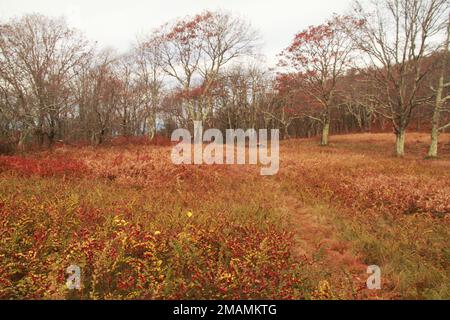 Blue Ridge Mountains, Virginia, USA. Un campo di coralberry (Symphoricarpos orbiculatus) in una radura nella foresta. Foto Stock