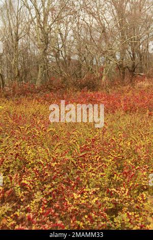 Blue Ridge Mountains, Virginia, USA. Un campo di coralberry (Symphoricarpos orbiculatus) in una radura nella foresta. Foto Stock