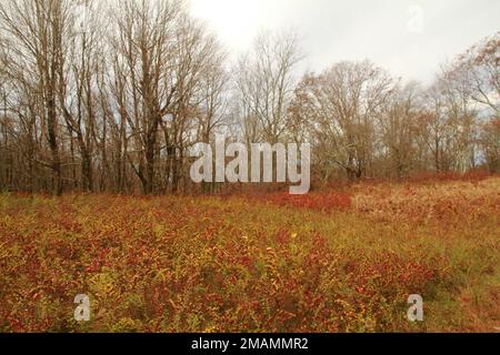 Blue Ridge Mountains, Virginia, USA. Un campo di coralberry (Symphoricarpos orbiculatus) in una radura nella foresta. Foto Stock