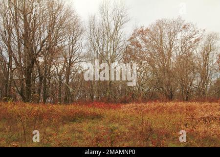 Blue Ridge Mountains, Virginia, USA. Un campo di coralberry (Symphoricarpos orbiculatus) in una radura nella foresta. Foto Stock