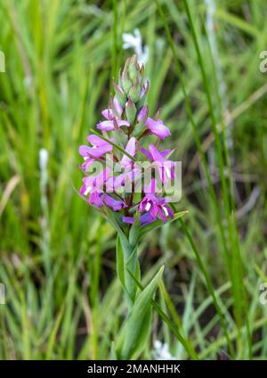 Fiori di orchidea viola nell'altopiano delle montagne Drakensberg, KwaZulu Natal, Sudafrica. Foto Stock