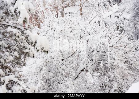 alberi ricoperti di neve e ghiaccio in una fredda giornata invernale, presi dalla finestra del mio soggiorno a casa Foto Stock