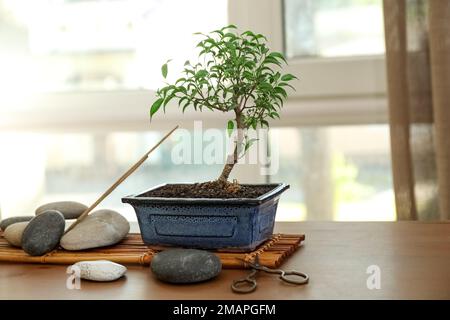 Albero di Bonsai con pietre spa e forbici su scaffale vicino alla finestra Foto Stock