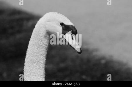 Primo piano di cigno muto in un parco Foto Stock