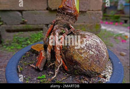 Vista ravvicinata delle bellissime piante di cocco Bonsai in Pot e sullo sfondo della casa Foto Stock