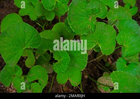 Pianta di erbe verdi di Gotu Kola, vista dall'alto Foto Stock