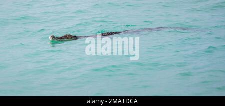 Coccodrillo nuotare vicino al litorale, coccodrillo di acqua salata si muove tranquillamente sulla superficie dell'acqua di colore turchese. Foto Stock