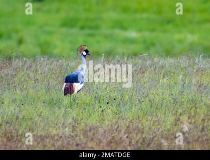 Una bella Gray Crowned-Crane (Balearica regulorum) in piedi in campo aperto. Wakkerstroom, Mpumalanga, Sudafrica. Foto Stock