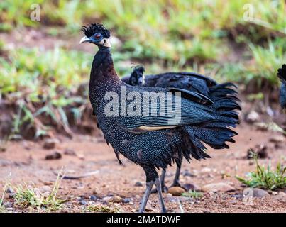 Guineafli crestati meridionali (Guttera edouardi) foraggio in campo. UMkhuze Game Reserve, Kwazulu-Natal, Sudafrica. Foto Stock