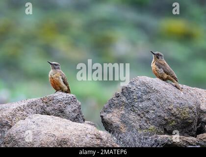 Un paio di picchetti macinati (Geocolaptes olivaceus) in piedi su rocce. Lesotho. Foto Stock