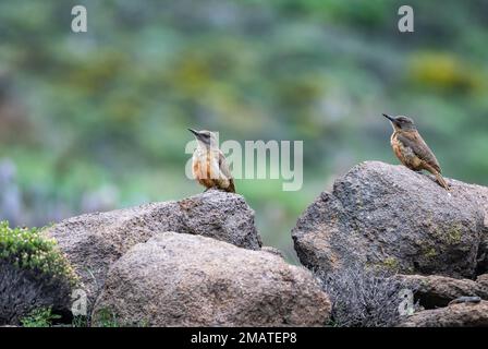 Un paio di picchetti macinati (Geocolaptes olivaceus) in piedi su rocce. Lesotho. Foto Stock