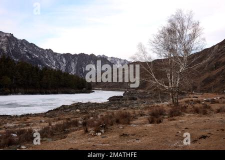 Una betulla solitaria su una riva rocciosa di un bel fiume ghiacciato che scorre attraverso montagne innevate in una chiara giornata invernale. Fiume Katun, Altai, Siberia, R. Foto Stock