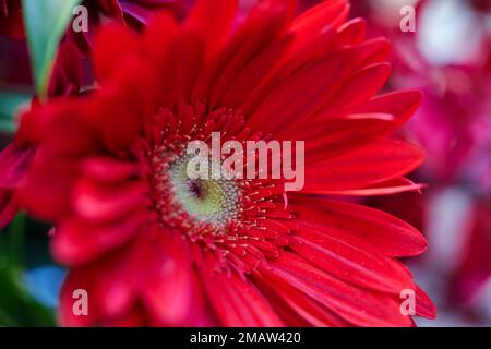 Vista ravvicinata della fioritura del fiore rosso Gerbera nel giardino Foto Stock