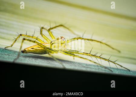 Primo piano giallo Lynx Spider su erba verde e gialla, foto colorata con macro, messa a fuoco selettiva. Foto Stock