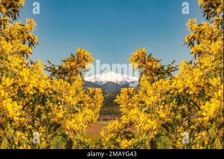 Mimosas in fiore, con il Monte Canigou innevato come sfondo, Francia Foto Stock