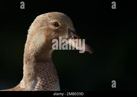 Un primo piano estremo di una femmina australiana Mallard -Anas platyrhynchos- anatra che guarda la telecamera su uno sfondo scuro Foto Stock