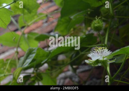 Fiori bianchi, Rambusa, con fondo bokeh di foglie di vite e muro di mattoni. Foto Stock
