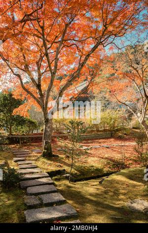 Kyoto, Giappone - 25 novembre 2022 : Tempio di Arashiyama Nison-in con acero autunnale Foto Stock