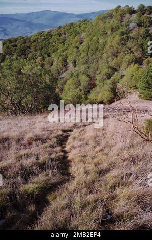 Ripido e accidentato sentiero panoramico in montagna del Parco Nazionale dell'Etna, un percorso per escursioni sul vecchio vulcano Monte Ruvolo, Bronte, Sicilia, Italia Foto Stock