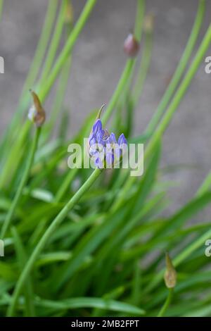 Dettaglio, Macro,Giglio del Nilo Agapanthe Agapanthus, Giglio africano che comincia a fiorire. Le prime roseboccioli blu aperte e chiuse iniziano a comparire su un peduncolo, Foto Stock