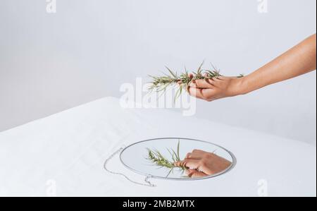 Pianta di cannabis fiorita. Il coltivatore tiene il ramo fresco in mano. Marijuana fiorisce su sfondo bianco. minimalismo. Foto Stock