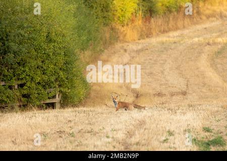 Femmina selvatica, vixen volpe rossa nome scientifico Vulpes vulpes caccia in un campo di coltura recentemente tagliato Foto Stock