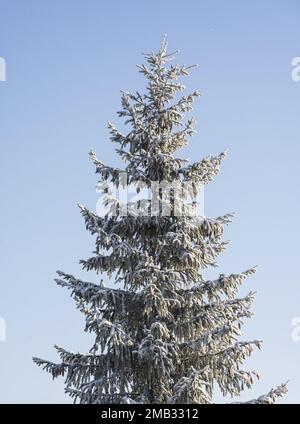 Abete di Natale con coni su uno sfondo di cielo blu. Verticale. Messa a fuoco selettiva. Foto Stock