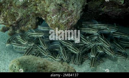 Scuola di Catfish Striped si nascondono all'interno di una grotta di corallo. Pesce gatto con anguilla a righe (Plotosus lineatus), primo piano. Mar Rosso, Egitto Foto Stock