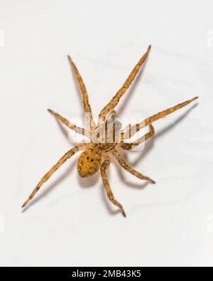 Ragno Nosferatu (Zoropsis spinimana), maschio, selvaggio, Francoforte, Assia, Germania Foto Stock