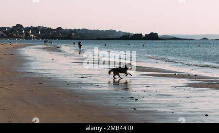 Cane sulla spiaggia di Port Blanc alla luce del mattino Foto Stock