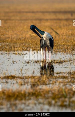 Maschio cicogna collo nero o Ephippiorhynchus asiaticus feathrtd pulizia in inverno luce mattutina nella zona umida del parco nazionale keoladeo o uccello bharatpur Foto Stock