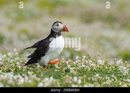 Puffin Atlantico (Fratercula arctica) adulto che cammina sui fiori del campione del Mare, isola di Skomer, Pembrokeshire, Galles, Regno Unito Foto Stock